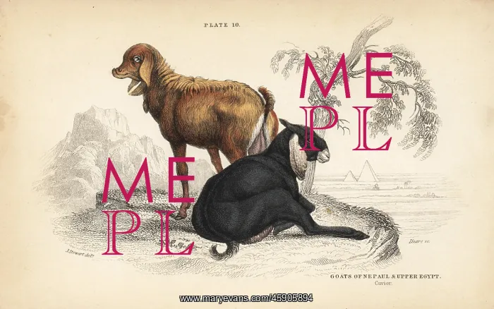 : Nepal goat and Egyptian goat : Nepal goat and Egyptian goat