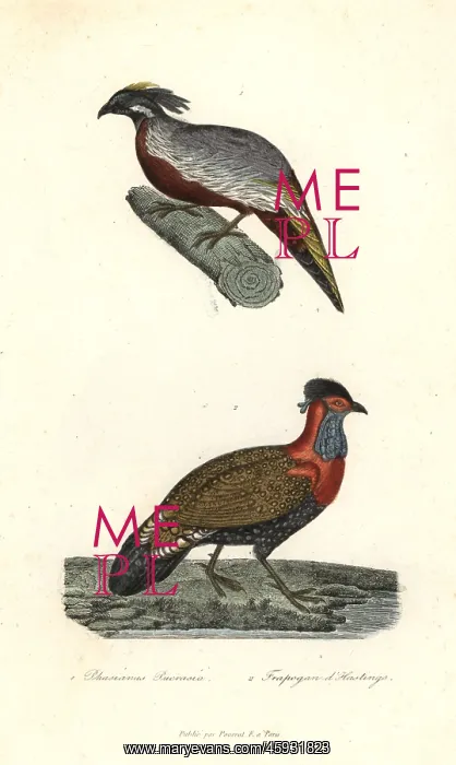 : Nepal koklass and western tragopan : Nepal koklass and western tragopan