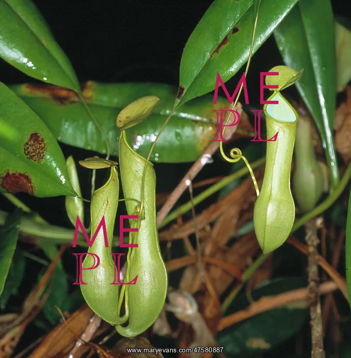 : Nepenthes sp. pitcher plant : Nepenthes sp. pitcher plant