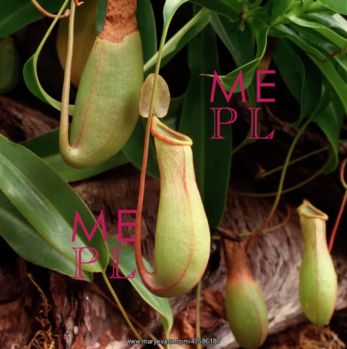 : Nephenthes sp. pitcher plant : Nephenthes sp. pitcher plant