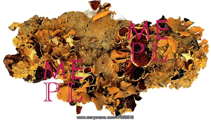 : Nephroma sp. lichen : Nephroma sp. lichen