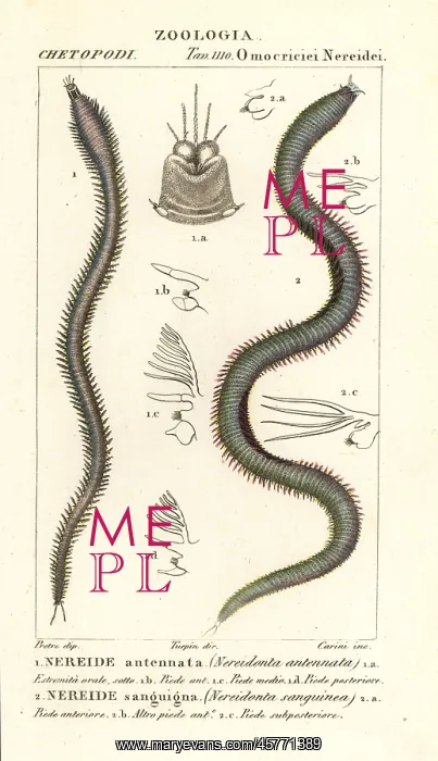 : Nereids. Leodice antennata, Nereidonta antennata 1, : Nereids. Leodice antennata, Nereidonta antennata 1,