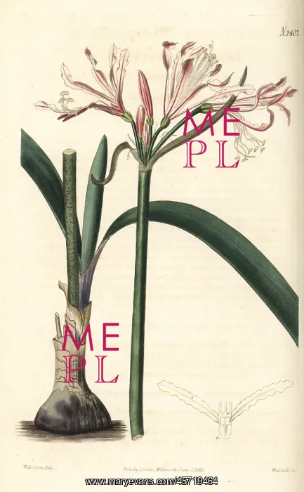 : Nerine humilis : Nerine humilis