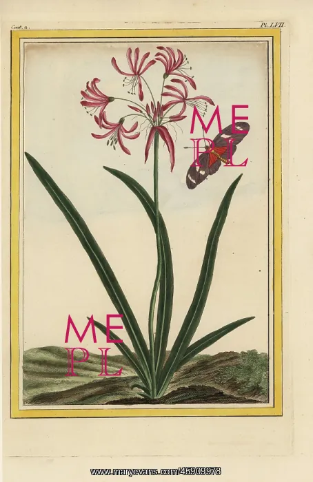 : Nerine undulata : Nerine undulata