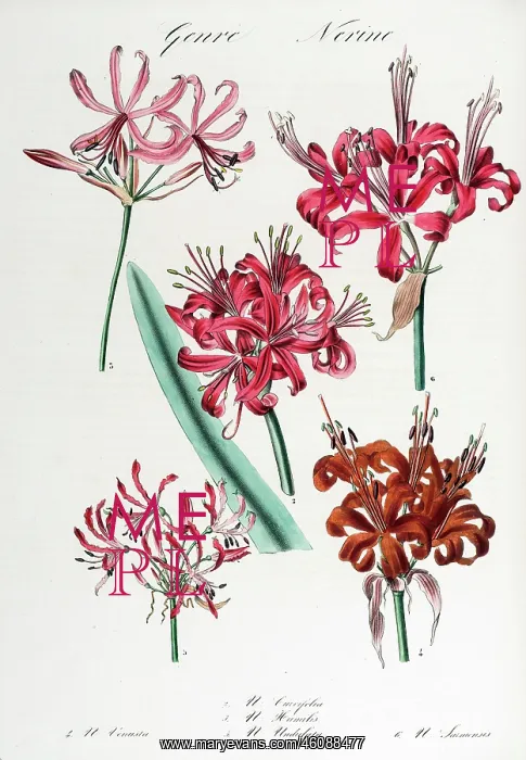 : Nerine: six varieties : Nerine: six varieties