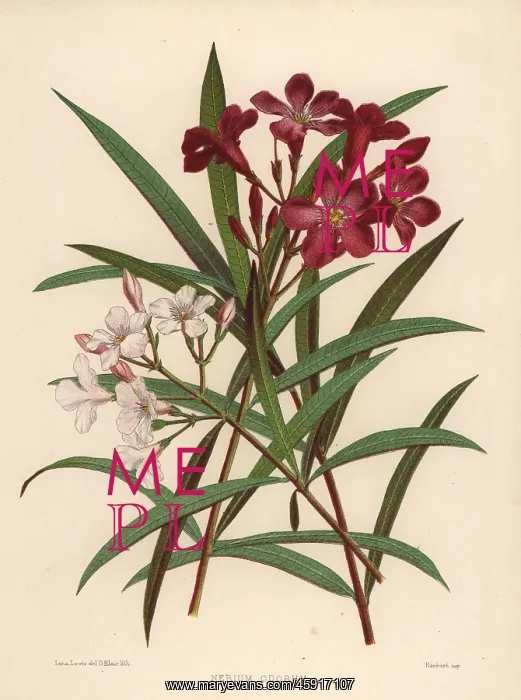 : Nerium or oleander, Nerium oleander : Nerium or oleander, Nerium oleander