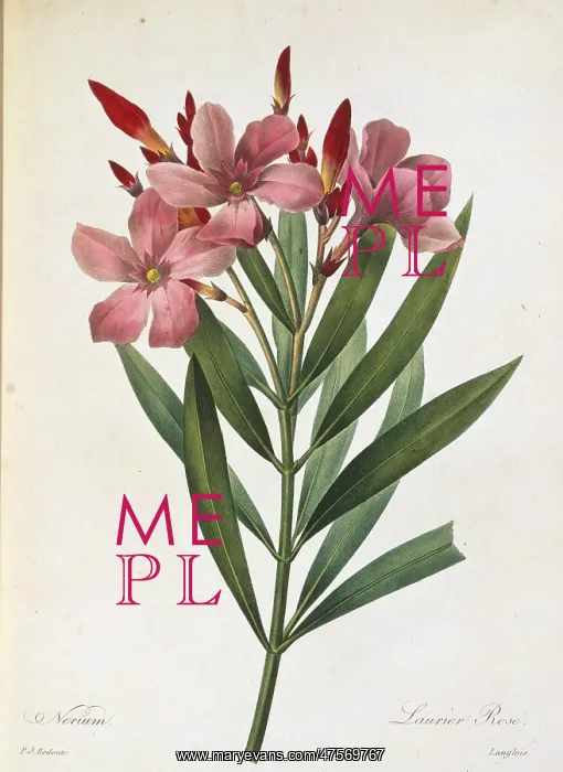 : Nerium oleander, oleander : Nerium oleander, oleander
