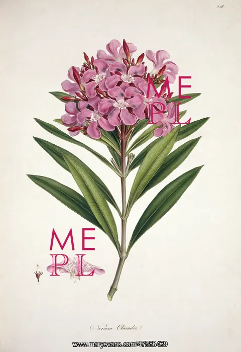 : Nerium oleander, oleander : Nerium oleander, oleander