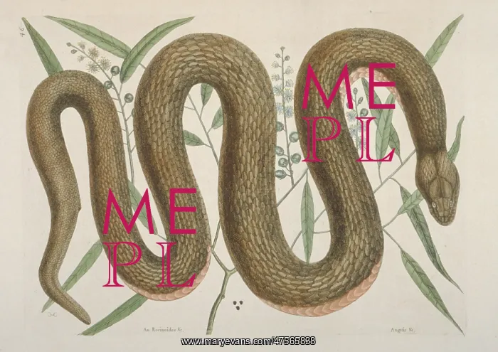 : Nerodia erythrogaster, copperbelly snake : Nerodia erythrogaster, copperbelly snake