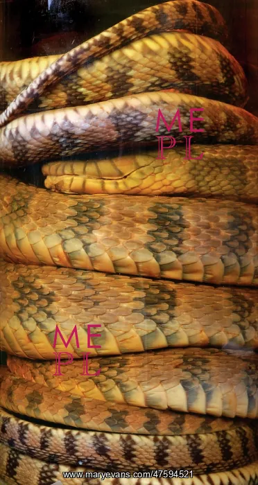 : Nerodia sipedon, water snake : Nerodia sipedon, water snake