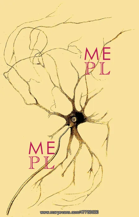 : Nerve Cell from Spinal Cord, Deiters, 1865 : Nerve Cell from Spinal Cord, Deiters, 1865