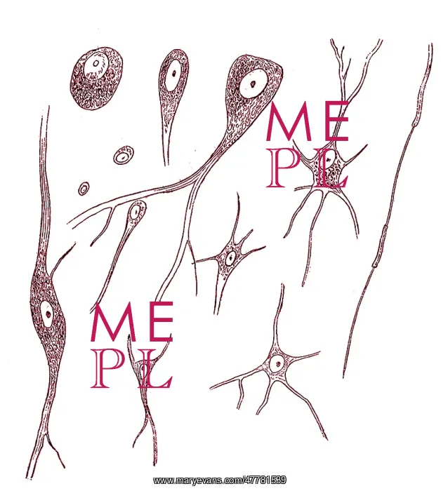 : Nerve Cell Types, Von Kolliker, 1852 : Nerve Cell Types, Von Kolliker, 1852