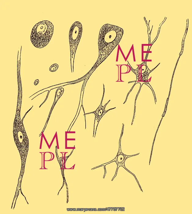 : Nerve Cell Types, Von Kolliker, 1852 : Nerve Cell Types, Von Kolliker, 1852