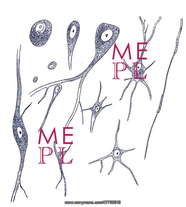 : Nerve Cell Types, Von Kolliker, 1852 : Nerve Cell Types, Von Kolliker, 1852
