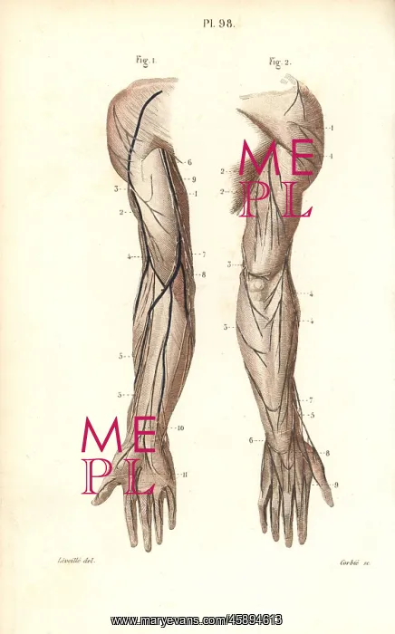 : Nerves to the arm and hand : Nerves to the arm and hand