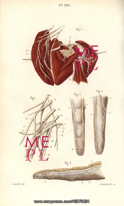 : Nerves to the brachial plexus and the finger : Nerves to the brachial plexus and the finger