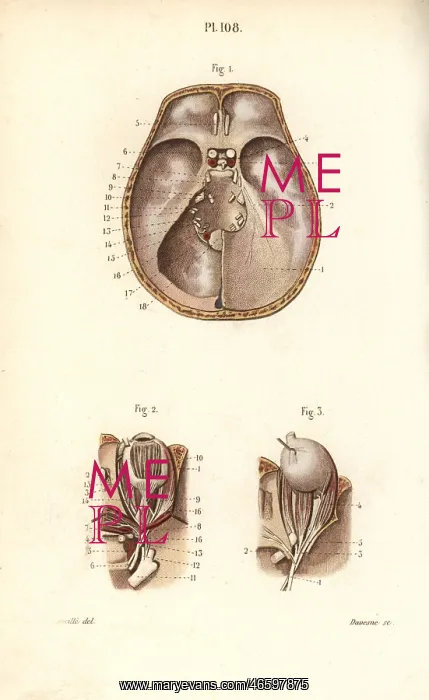 : Nerves in the skull and to the eye : Nerves in the skull and to the eye