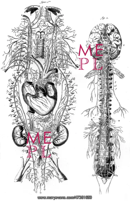 : NERVOUS SYSTEM 18TH C : NERVOUS SYSTEM 18TH C