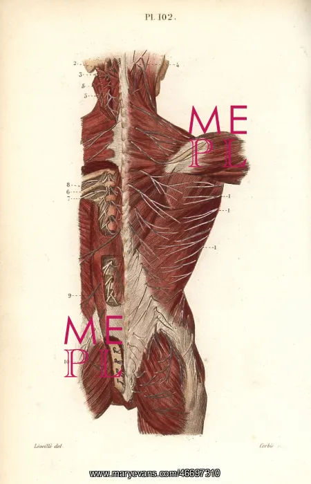 : Nervous system to the back : Nervous system to the back
