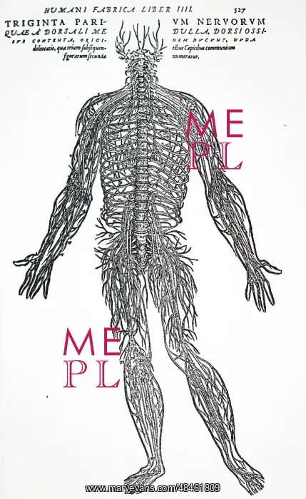 : The nervous system : The nervous system