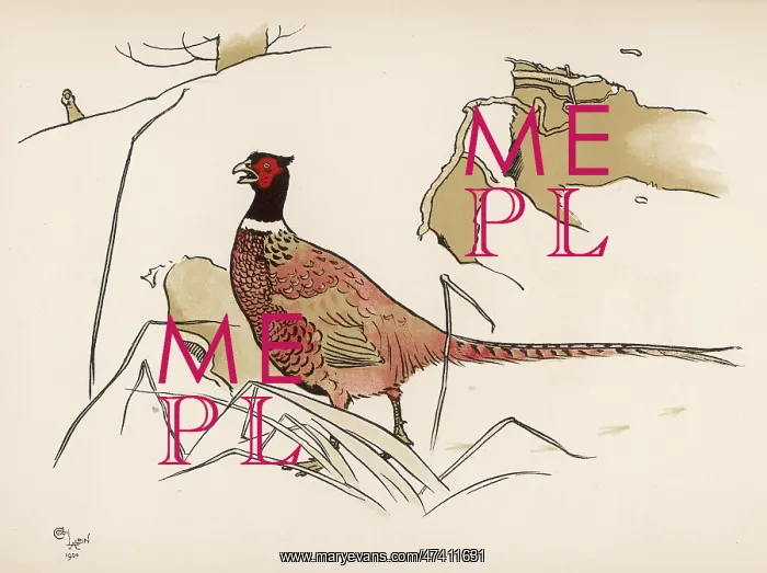 : Nervous pheasant : Nervous pheasant