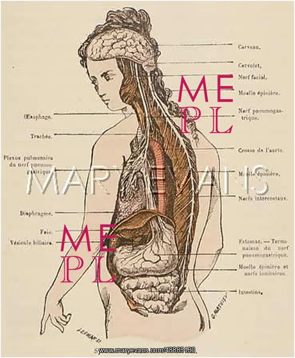 : NERVOUS SYSTEM / 1883 : NERVOUS SYSTEM / 1883