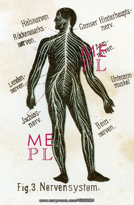 : Nervous system, 1902 : Nervous system, 1902