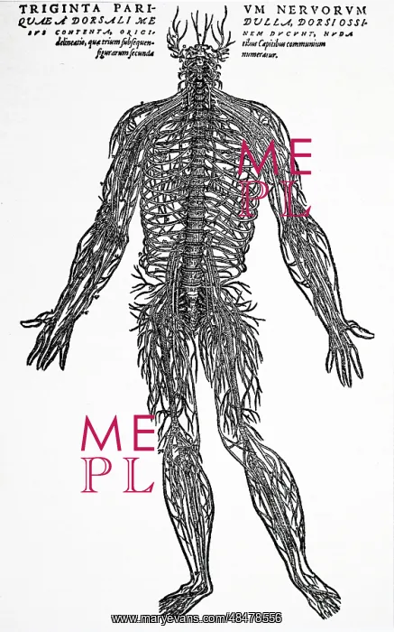 : The nervous system. From Andreas Vesalius De : The nervous system. From Andreas Vesalius De