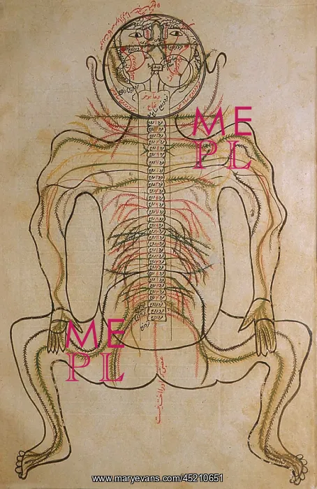 : The nervous system, from MANSUR'S ANATOMY, ? : The nervous system, from MANSUR'S ANATOMY, ?