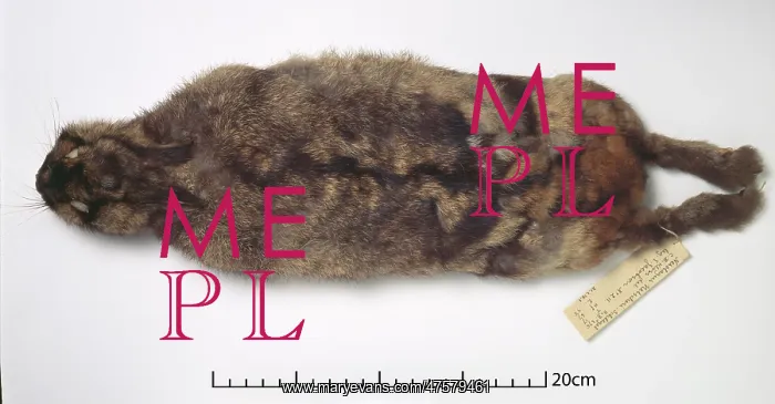 : Nesolagus netscheri, Sumatran rabbit : Nesolagus netscheri, Sumatran rabbit