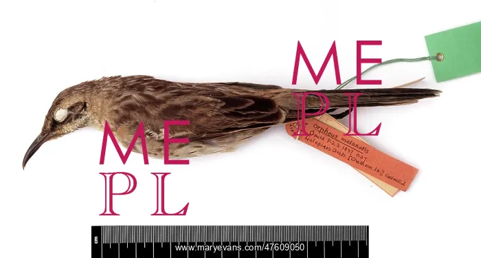 : Nesomimus melanotis, Chatham mockingbird : Nesomimus melanotis, Chatham mockingbird