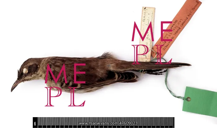 : Nesomimus parvulus, Galapagos mockingbird : Nesomimus parvulus, Galapagos mockingbird