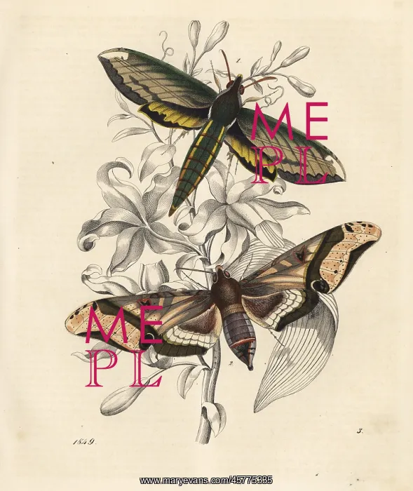 : Nessus sphinx, Amphion floridensis 1, and : Nessus sphinx, Amphion floridensis 1, and