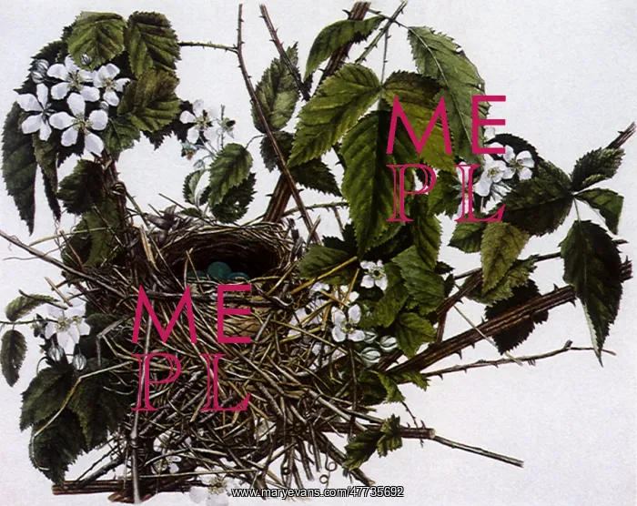  : Nest and Eggs of the Gray Catbird