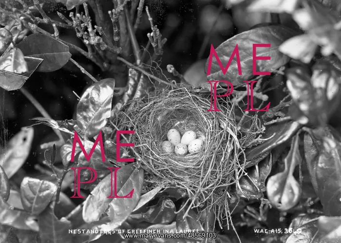 : Nest and Eggs of Greenfinch in a Laurel : Nest and Eggs of Greenfinch in a Laurel