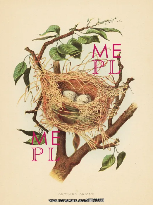 : Nest and eggs of the orchard oriole, Icterus spurius : Nest and eggs of the orchard oriole, Icterus spurius