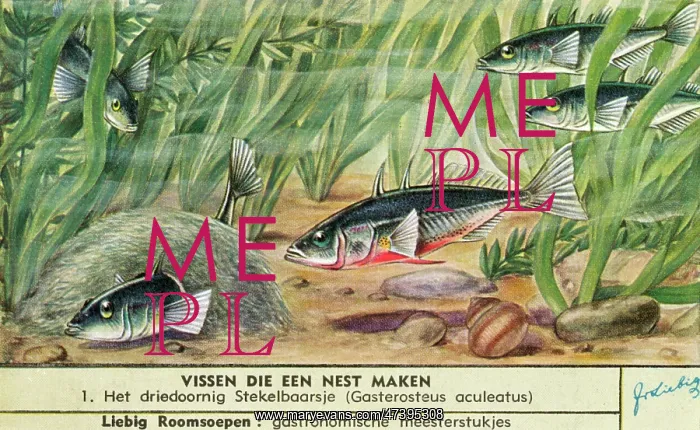  : NEST-MAKING FISH - 1