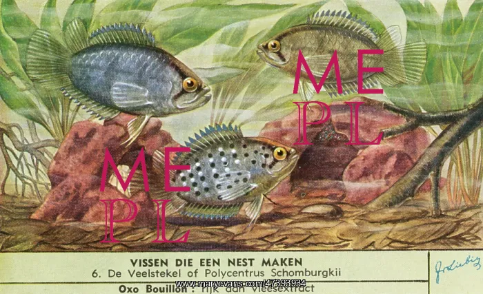 : NEST-MAKING FISH - 6 : NEST-MAKING FISH - 6