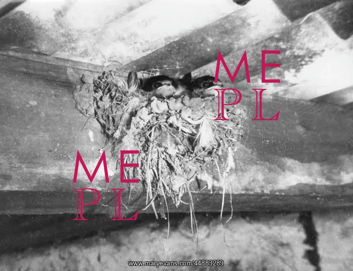 : NEST OF SWALLOWS : NEST OF SWALLOWS