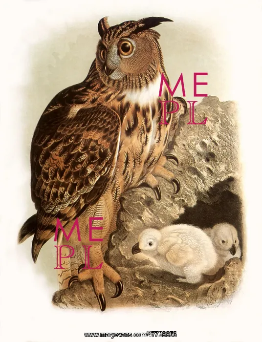  : Nesting Eagle Owl