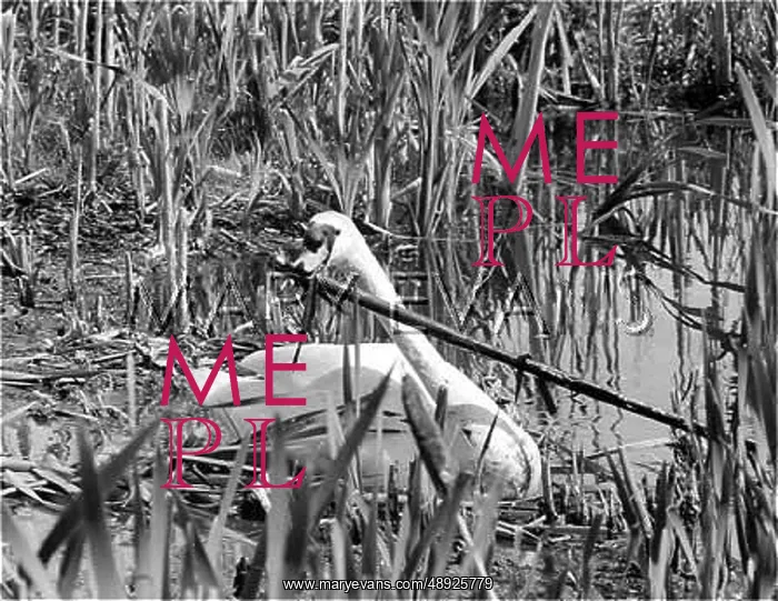 : NESTING SWAN : NESTING SWAN