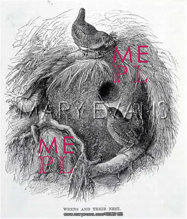  : NESTING WRENS (ANON)