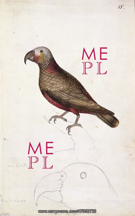 : Nestor meridionalis, kaka : Nestor meridionalis, kaka