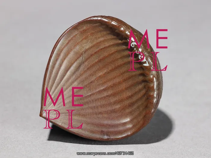 : Netsuke in the form of a chestnut : Netsuke in the form of a chestnut
