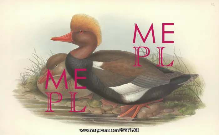: Netta rufina, red-crested pochard : Netta rufina, red-crested pochard