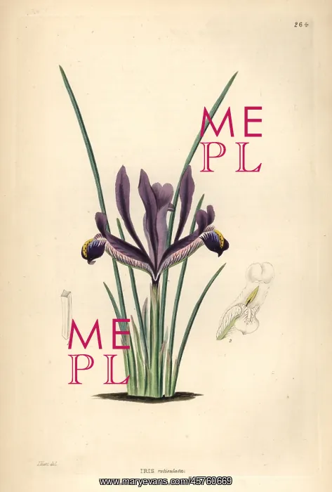 : Netted iris, Iris reticulata : Netted iris, Iris reticulata