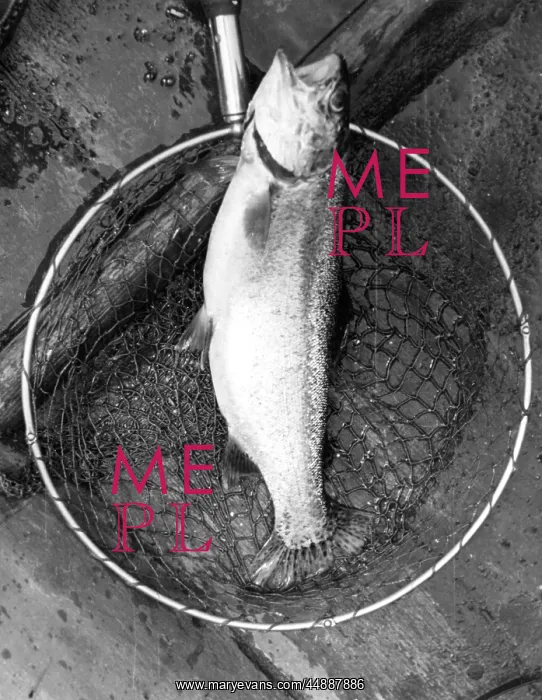 : NETTED RAINBOW TROUT : NETTED RAINBOW TROUT