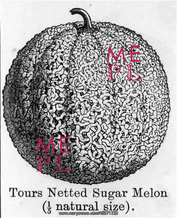  : NETTED SUGAR MELON