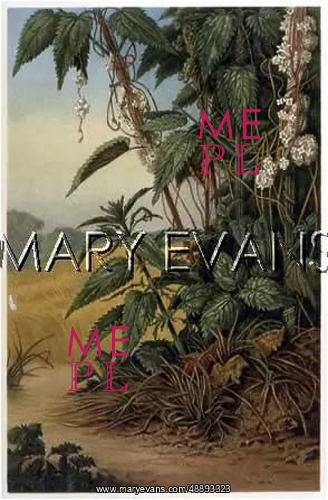 : NETTLE IN FIELD : NETTLE IN FIELD