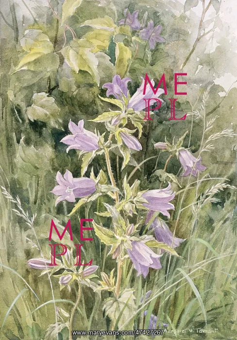  : Nettle-leaved Bell-flower